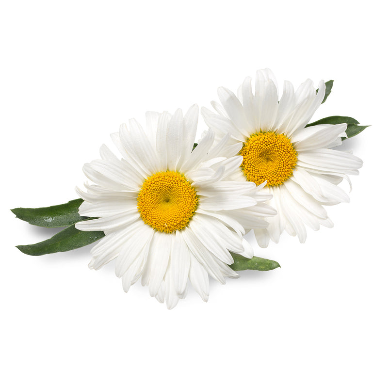 Chamomile – The Gentle Calmer