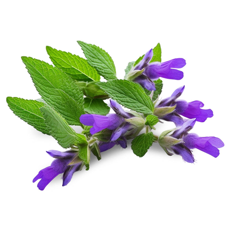 Skullcap – The Stress Response Supporter