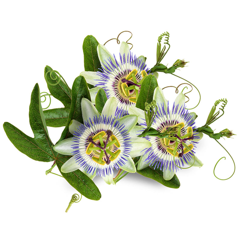 Passion Flower – The Emotional Balancer