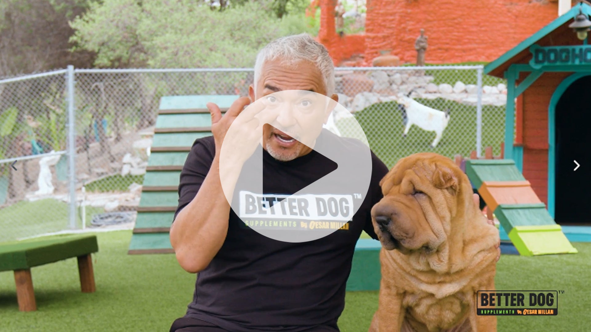 Allergy Balance Video