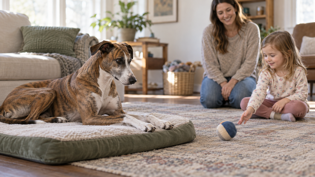 A Boxer-Greyhound mix resting on a dog bed while a child gently rolls a toy from a respectful distance
