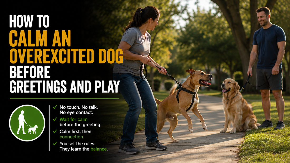 How to Calm an Overexcited Dog Before Greetings and Play