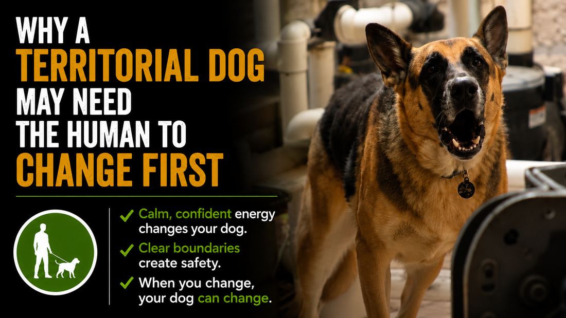 Why a Territorial Dog May Need the Human to Change First