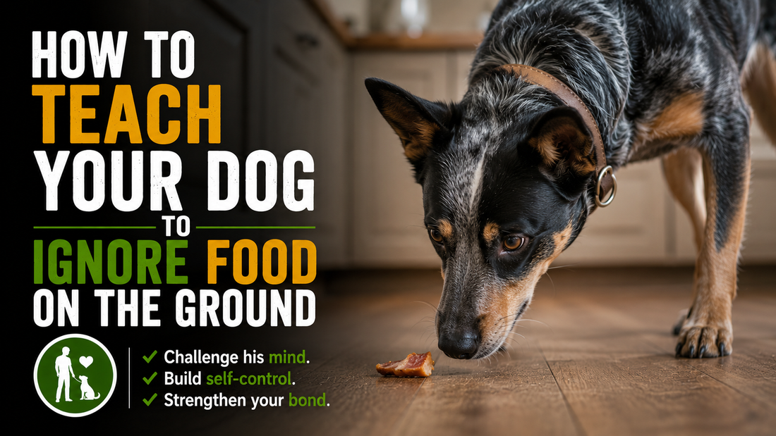 How to Teach Your Dog to Ignore Food on the Ground