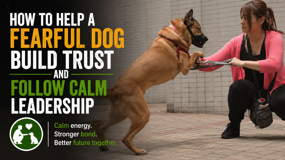 How to Help a Fearful Dog Build Trust and Follow Calm Leadership