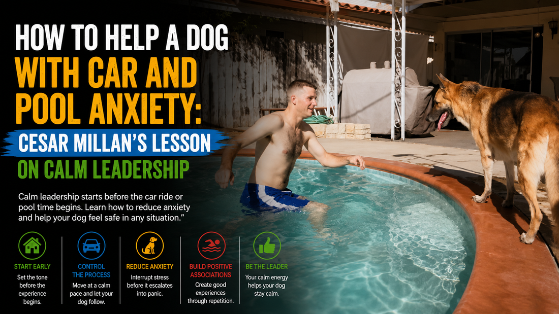 How to Help a Dog With Car and Pool Anxiety: Cesar Millan’s Lesson on Calm Leadership