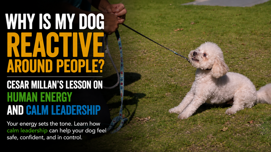 Why Is My Dog Reactive Around People?