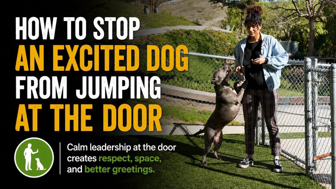 How to Stop an Excited Dog From Jumping at the Door