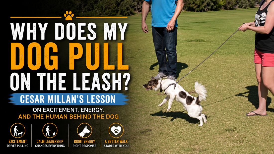 Why Does My Dog Pull on the Leash? Cesar Millan’s Lesson on Excitement, Energy, and the Human Behind the Dog