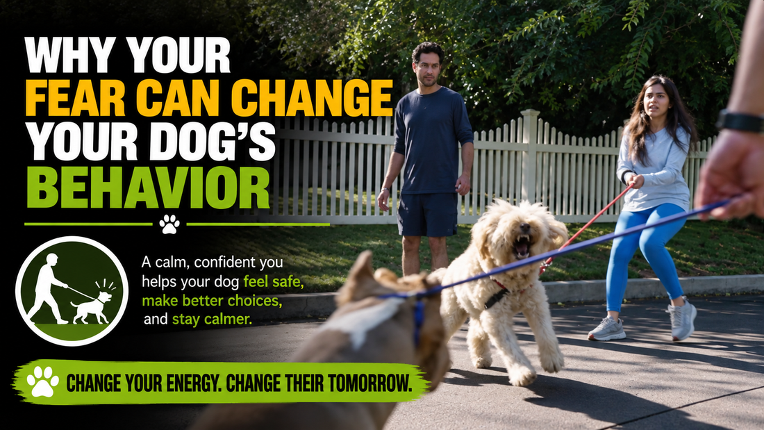 Why Your Fear Can Change Your Dog’s Behavior