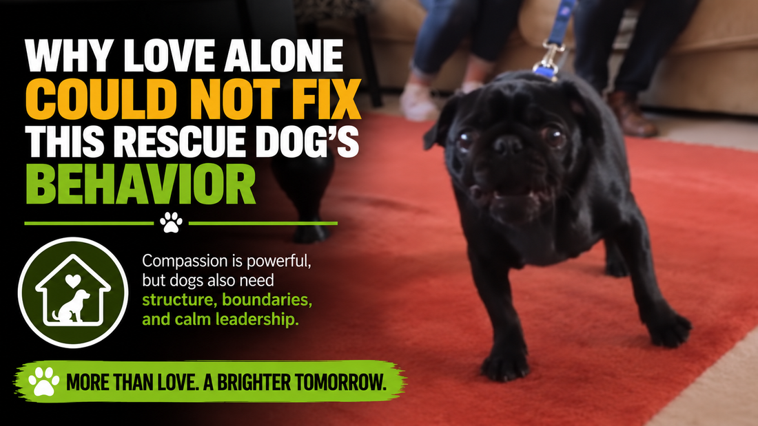 Why Love Alone Could Not Fix This Rescue Dog’s Behavior