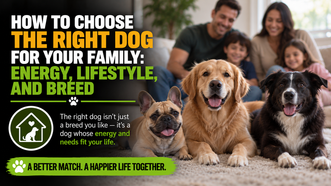 How to Choose the Right Dog for Your Family: Energy, Lifestyle, and Breed