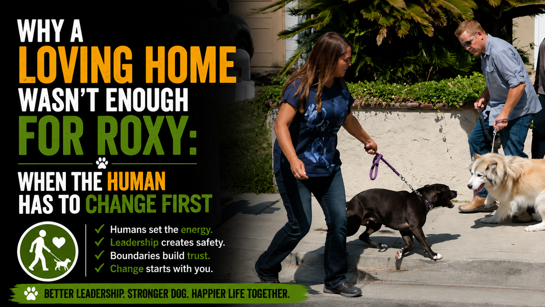 Why a Loving Home Wasn’t Enough for Roxy: When the Human Has to Change First