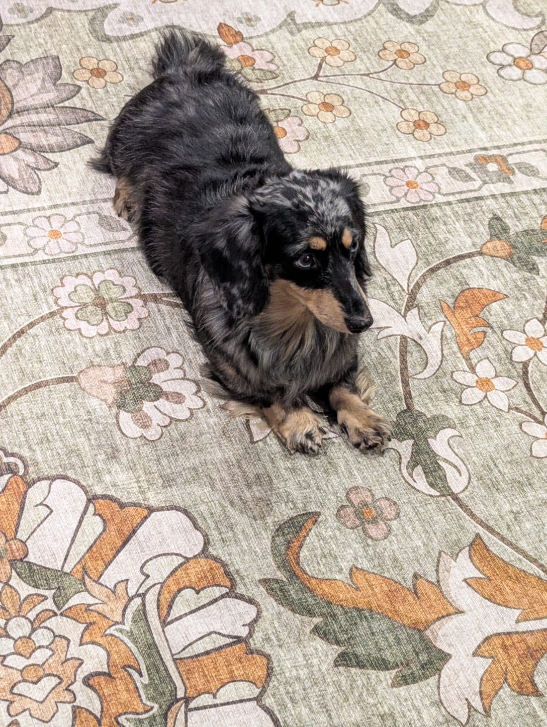 puppy