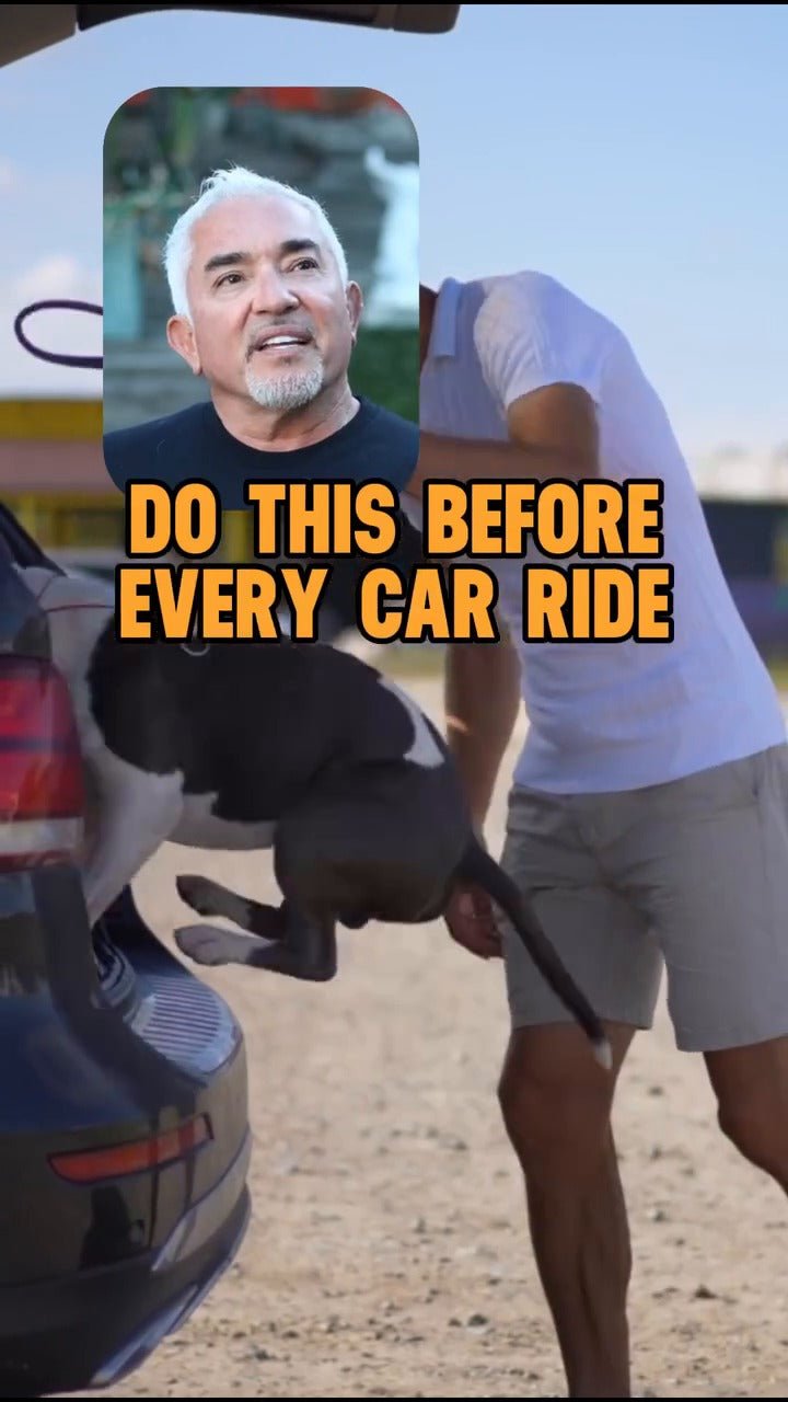 A Calm Car Ride Begins With a Parked Car - Better Dog Supplements