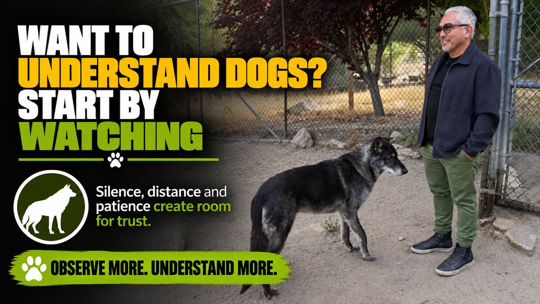 Cesar beside a wolfdog under a headline about understanding animals through watching.