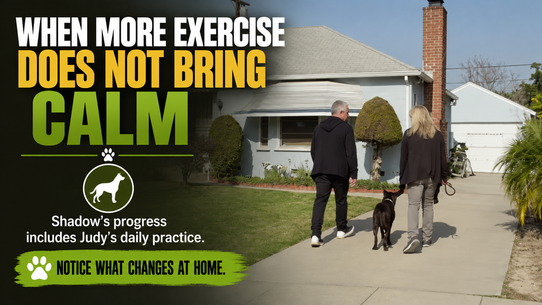 Shadow walks alongside Judy and Cesar near home beneath the headline When More Exercise Does Not Bring Calm.