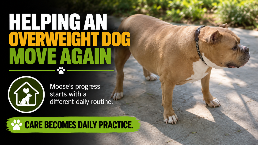 Moose stands outdoors beside the headline Helping an Overweight Dog Move Again.