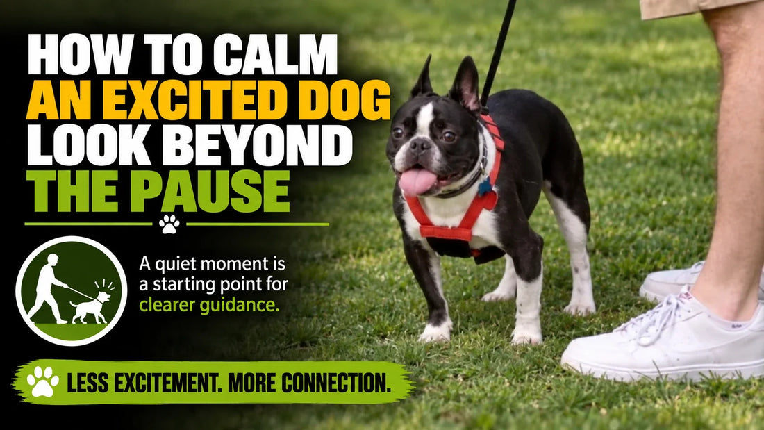 Jake outdoors beneath the excited-dog article headline