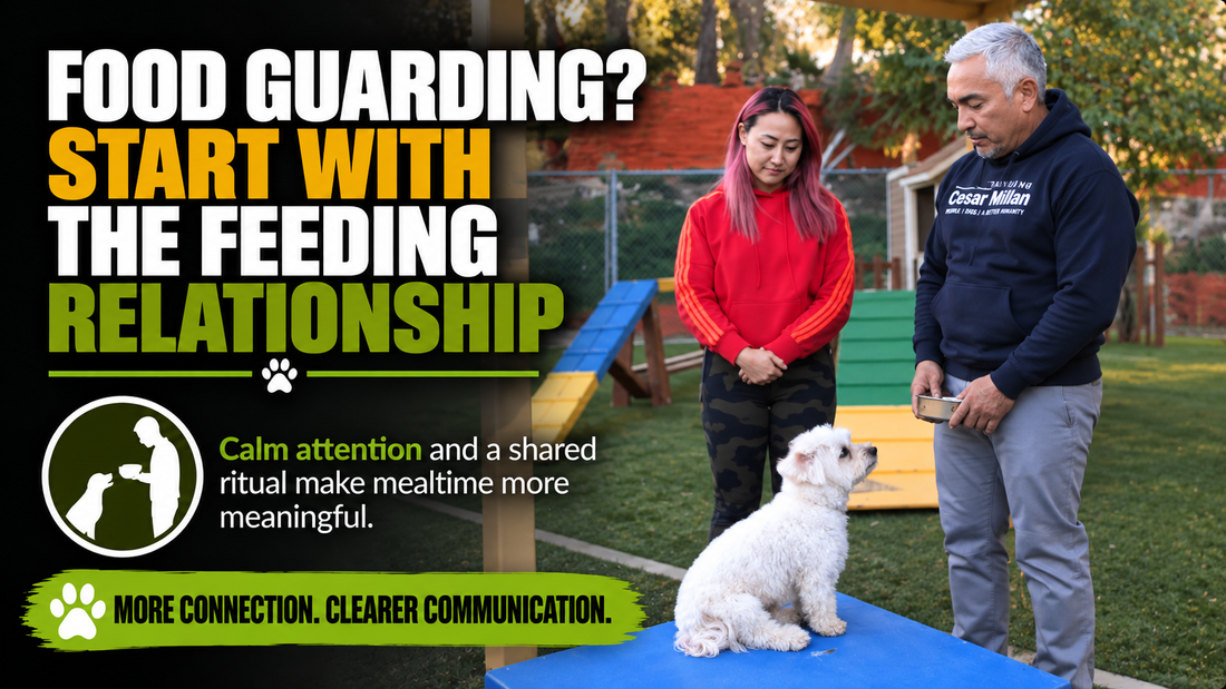 Cesar and Lizzy near Millie and a food bowl beneath a feeding-relationship headline.