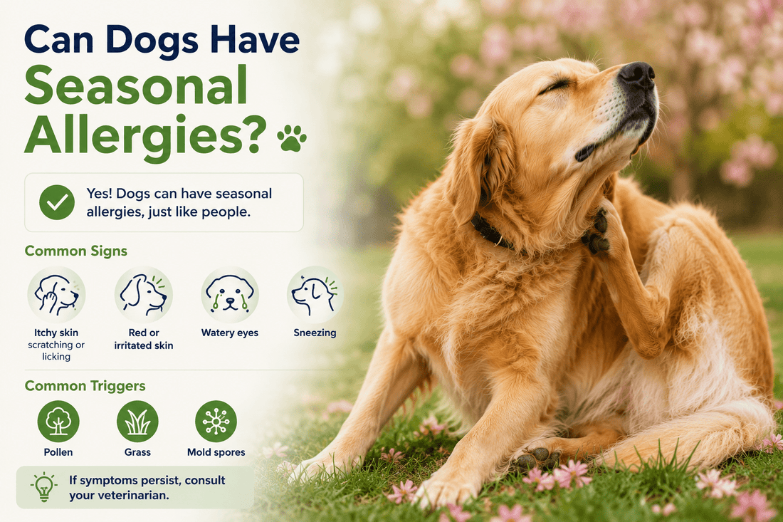 Can Dogs Have Seasonal Allergies? Understanding How the Environment Affects Your Dog's Comfort - Better Dog Supplements