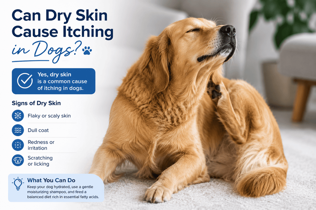 Can Dry Skin Cause Itching in Dogs? Understanding the Connection Between Skin Health and Comfort - Better Dog Supplements