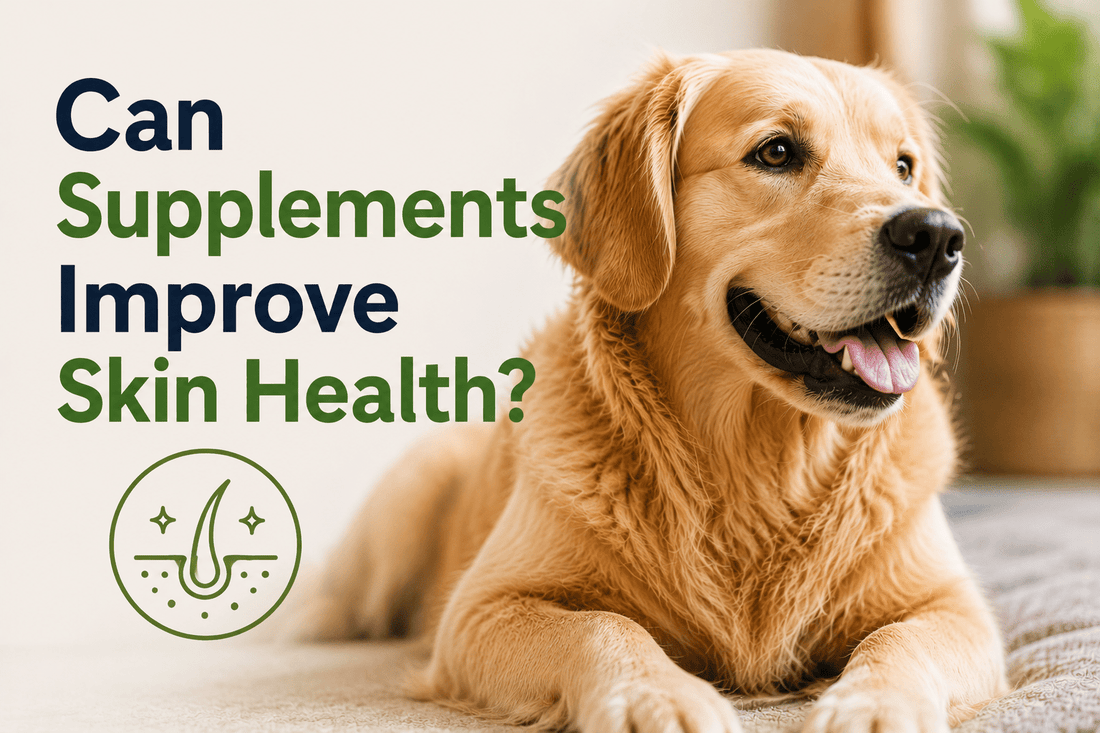 Can Supplements Improve Skin Health in Dogs? - Better Dog Supplements