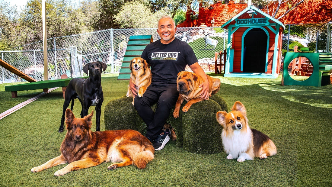 Cesar Millan, The original Host of The Dog Whisperer TV Series, continues in the global spotlight by launching Better Dog Supplements™, a NASC certified line of products that will transform canine wellness - Better Dog Supplements
