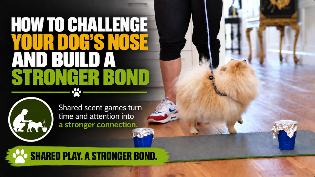 How to challenge your dog’s nose and build a stronger bond, with Benson beside scent-game cups.