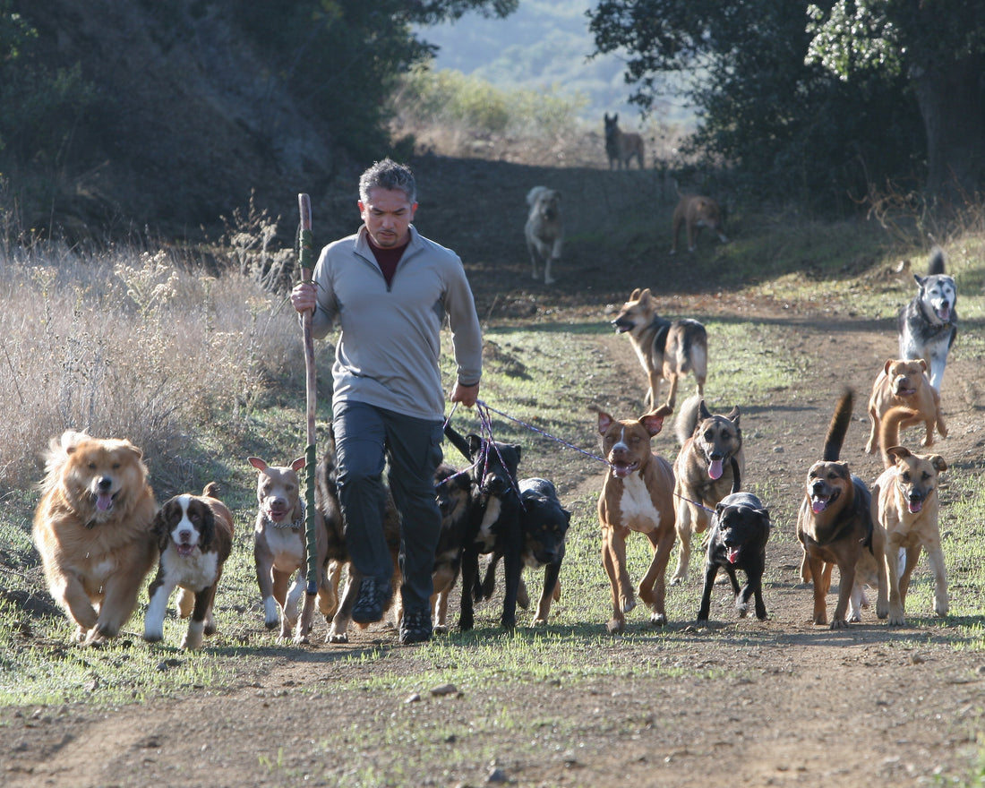 Born Knowing: Spirit, Instinct, and the Love Your Dog Is Waiting For