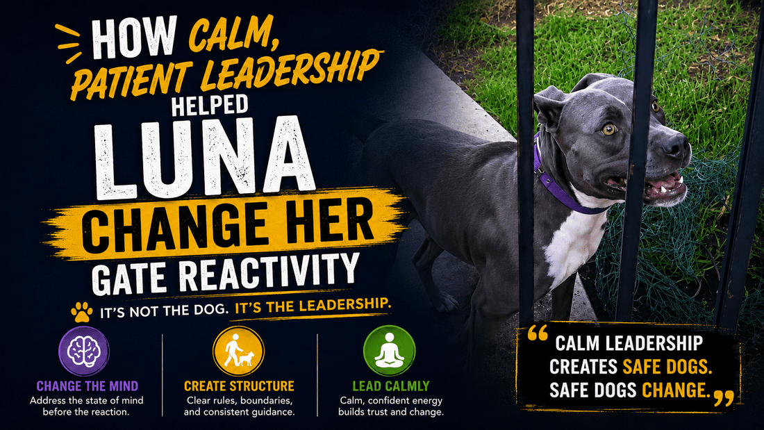 How Calm, Patient Leadership Helped Luna Change Her Gate Reactivity - Better Dog Supplements