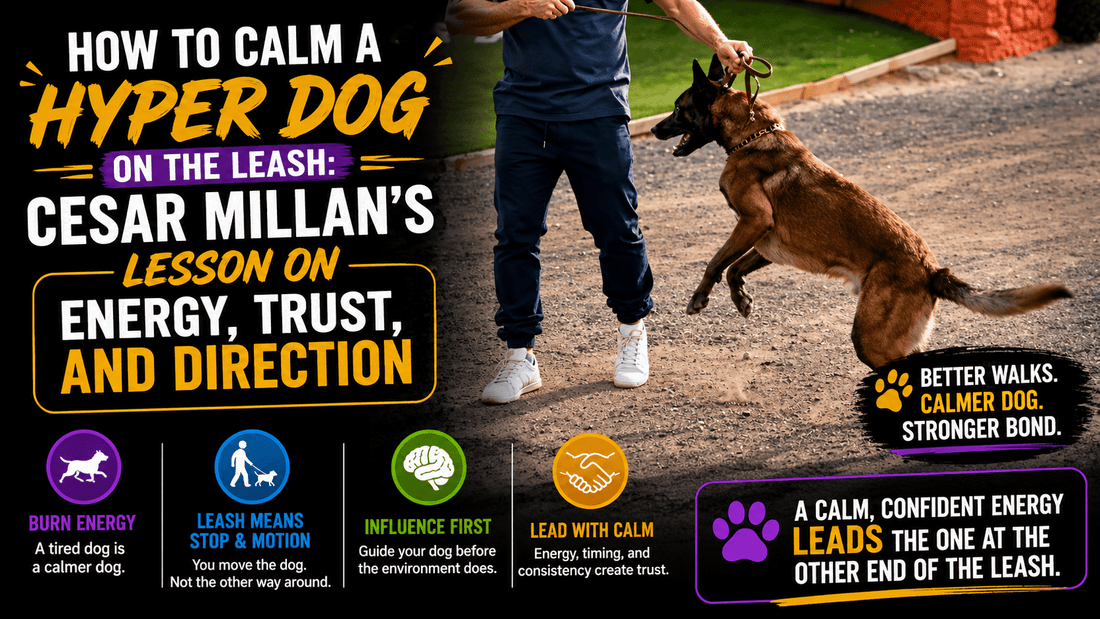 How to Calm a Hyper Dog on the Leash: Cesar Millan’s Lesson on Energy, Trust, and Direction - Better Dog Supplements
