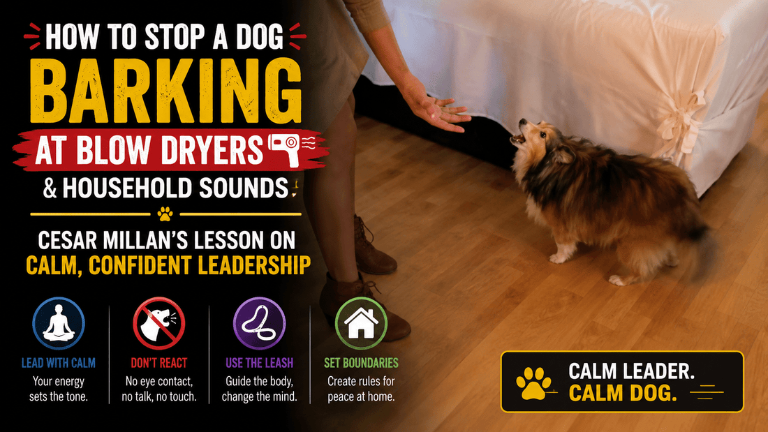 How to Stop a Dog Barking at Blow Dryers and Household Sounds: Cesar Millan’s Lesson on Calm, Confident Leadership - Better Dog Supplements