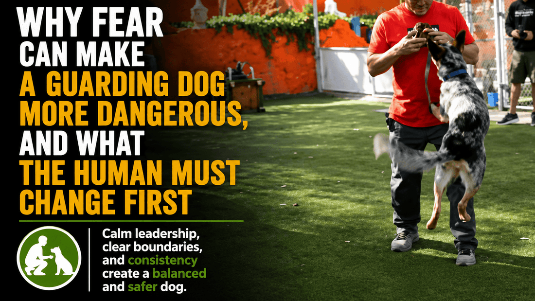 How to Stop a Dog From Chasing Bikes by Redirecting the Brain Before Reactivity Begins - Better Dog Supplements