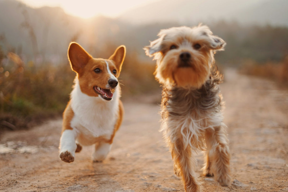 Dog walking calmly with a human before a busy holiday