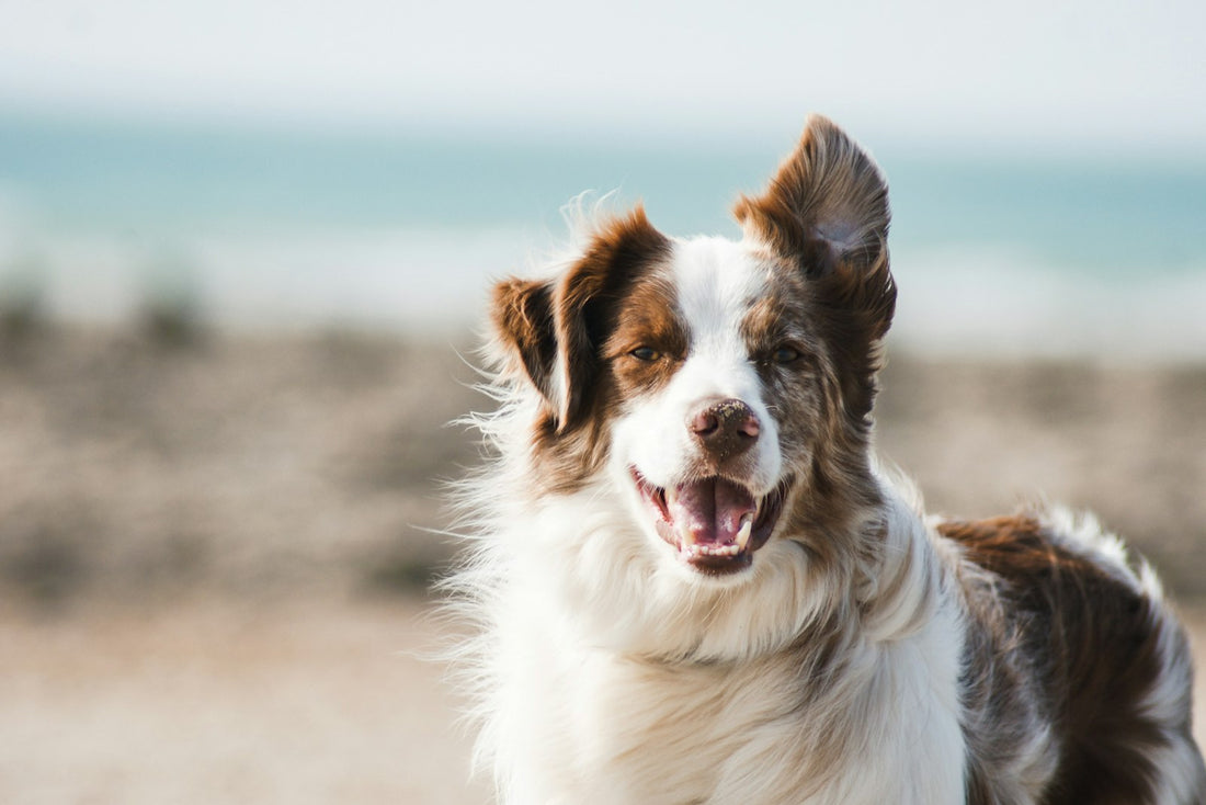Senior dog outdoors in gentle natural light