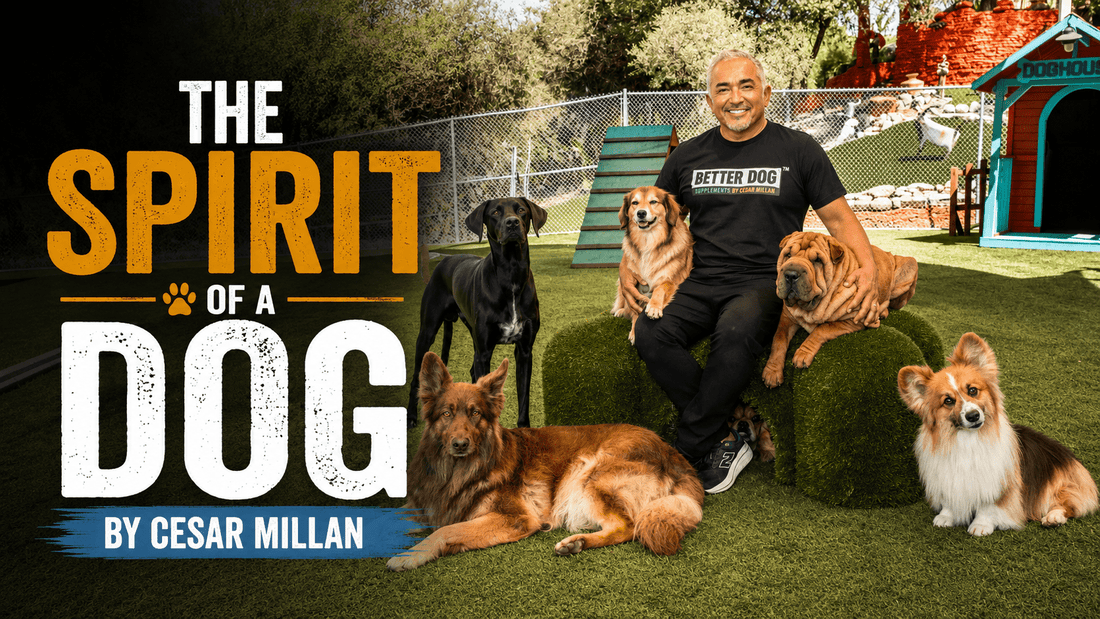 The Spirit of a Dog by Cesar Millan - Better Dog Supplements
