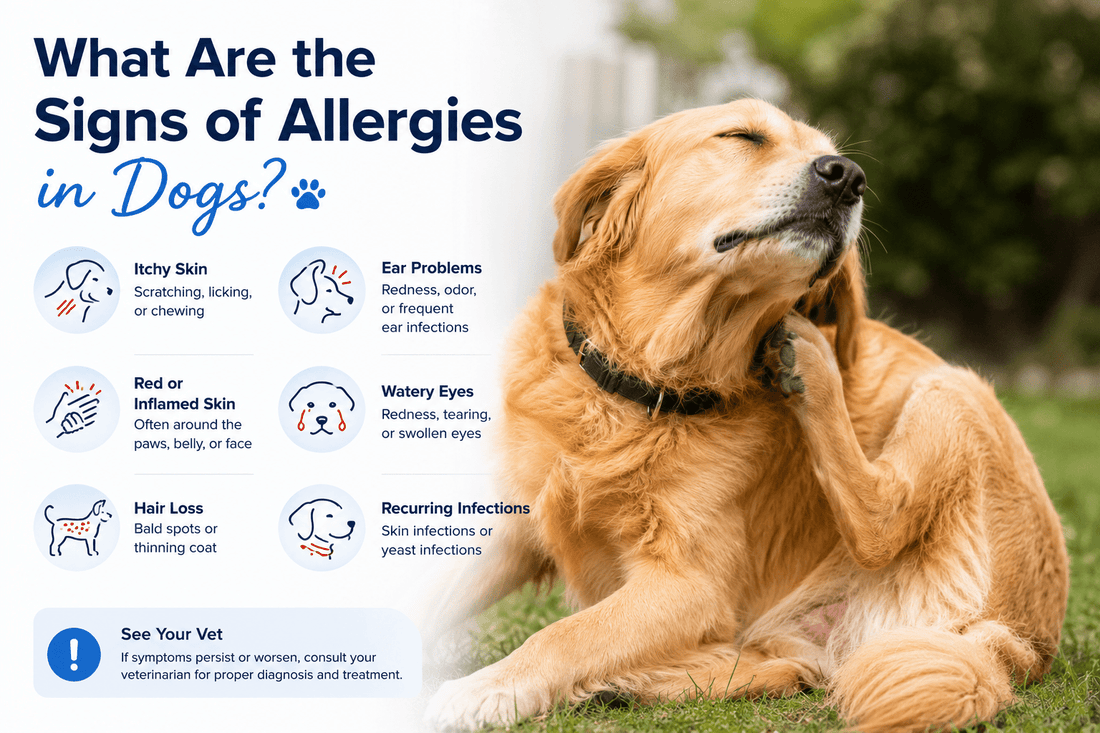 What Are the Signs of Allergies in Dogs? Understanding What Your Dog May Be Trying to Tell You - Better Dog Supplements