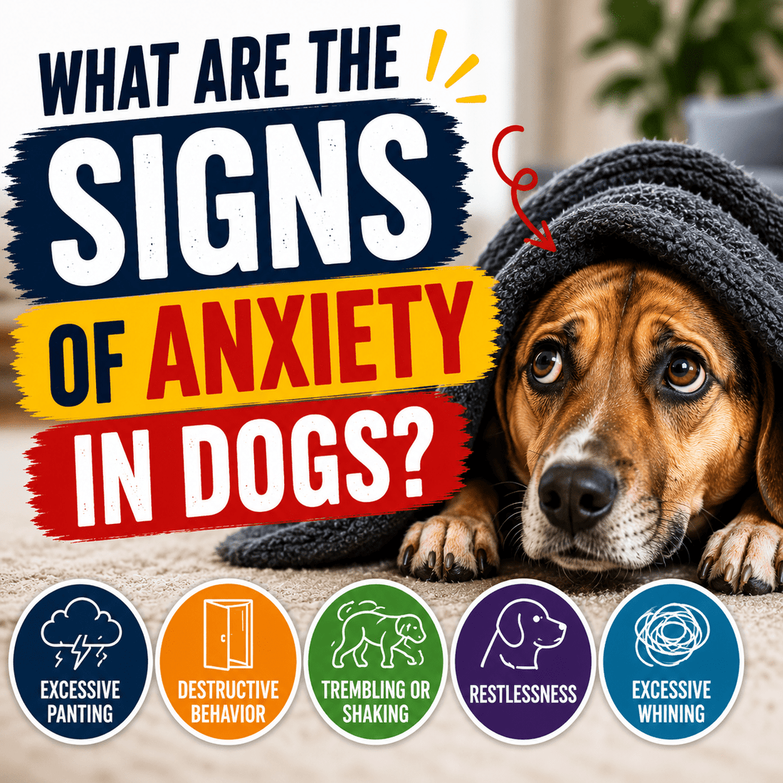 What Are the Signs of Anxiety in Dogs? - Better Dog Supplements