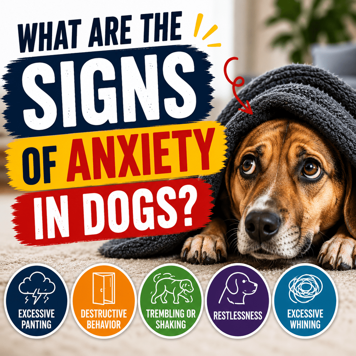 What Are the Signs of Anxiety in Dogs? A Complete Guide – Better Dog ...