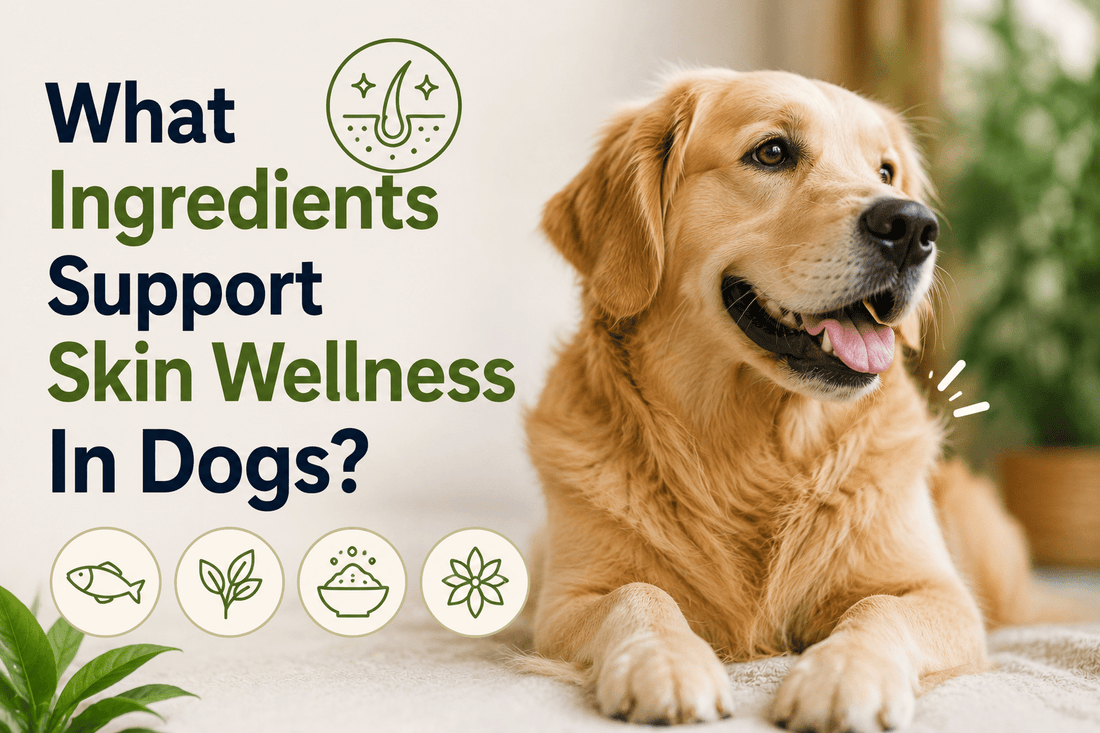 What Ingredients Support Skin Wellness in Dogs? - Better Dog Supplements