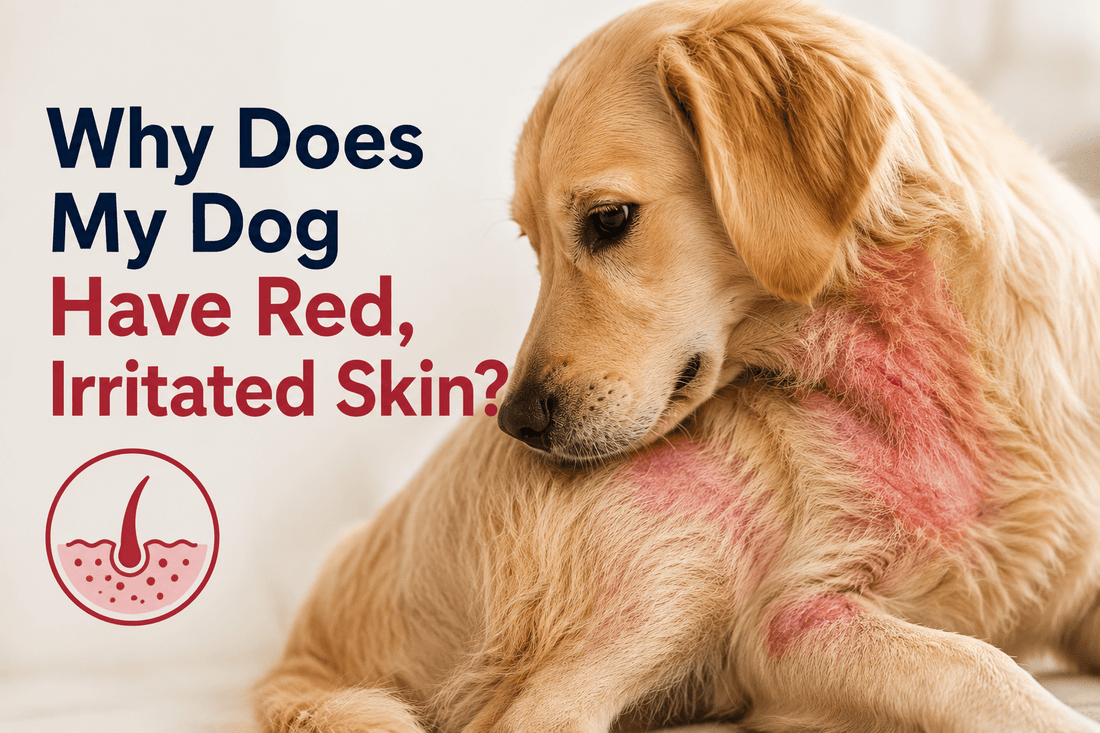 Why Does My Dog Have Red, Irritated Skin? - Better Dog Supplements