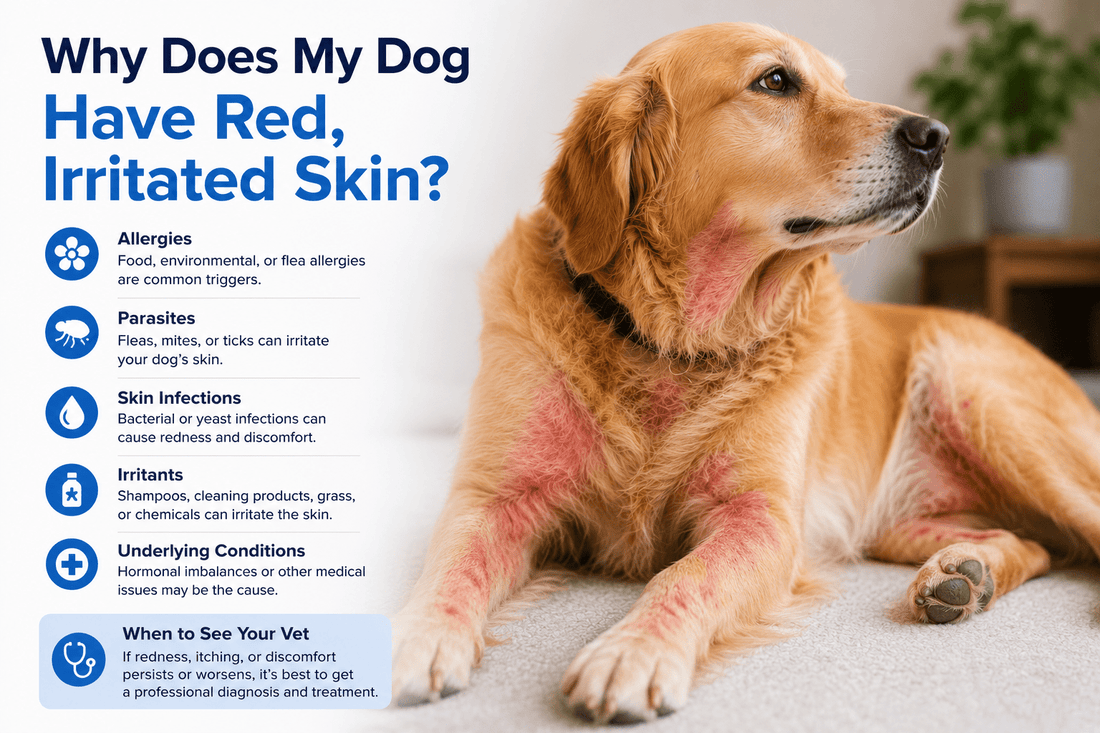 Why Does My Dog Have Red, Irritated Skin? Understanding What Your Dog May Be Trying to Communicate - Better Dog Supplements