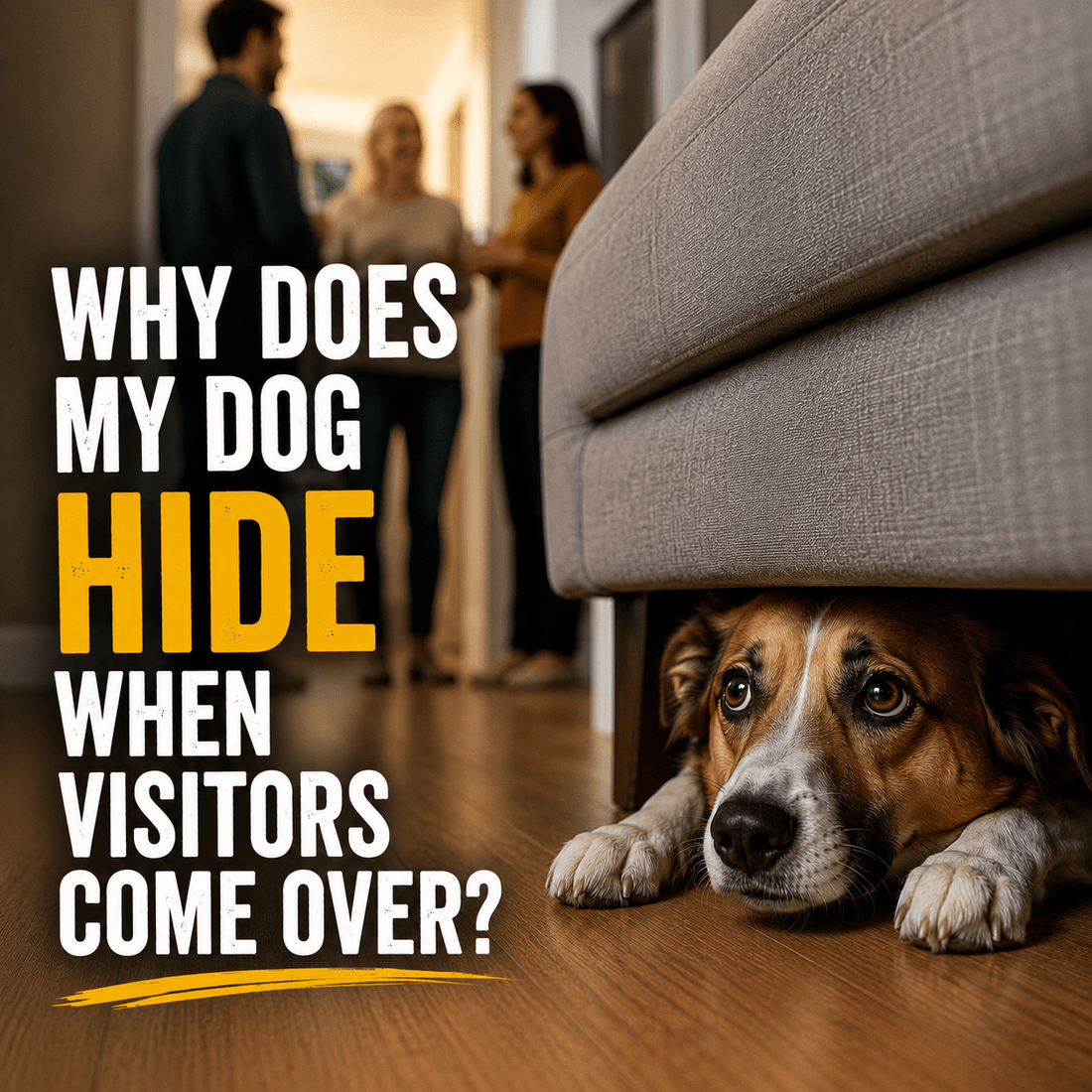 Why Does My Dog Hide When Visitors Come Over? - Better Dog Supplements