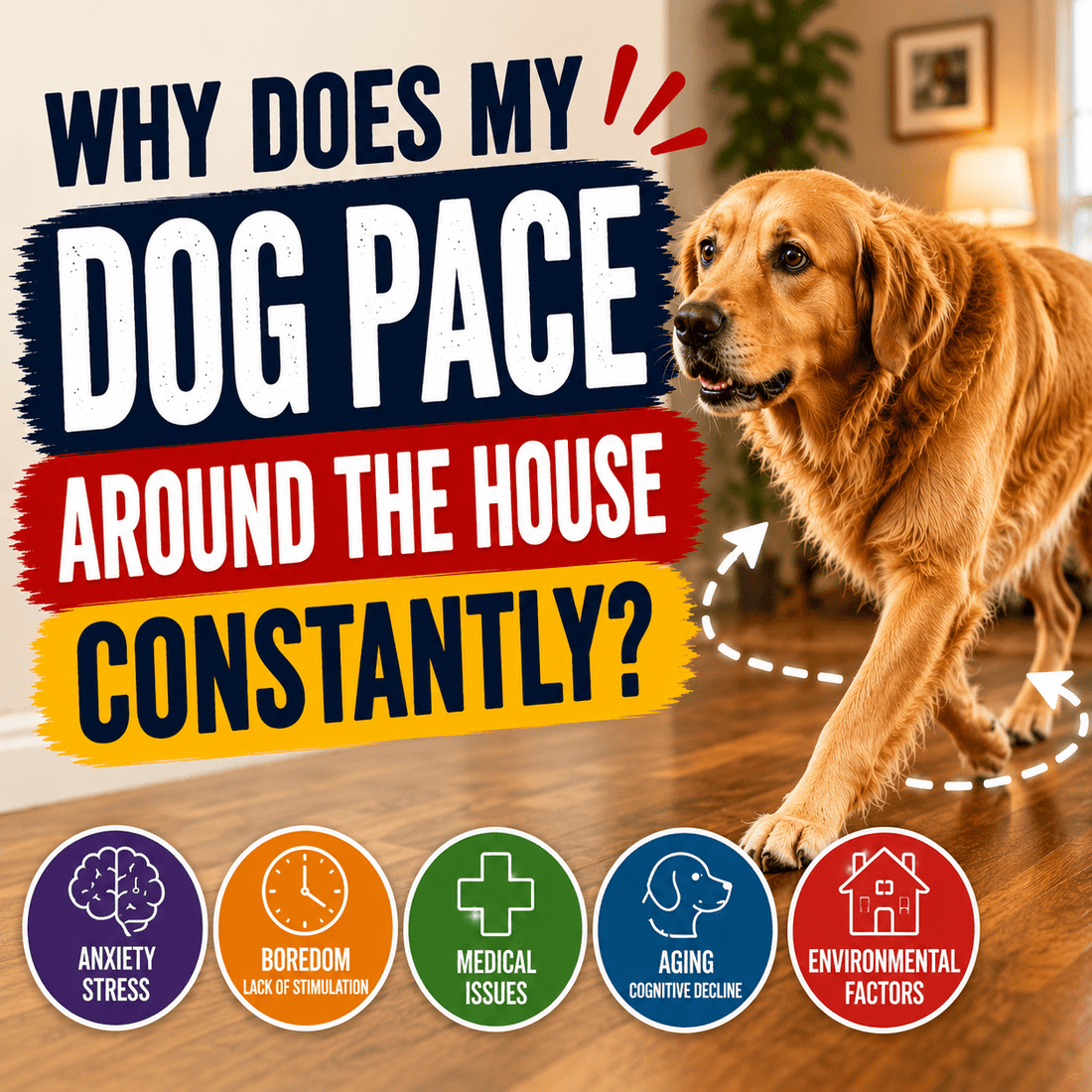 Why Does My Dog Pace Around the House Constantly? - Better Dog Supplements