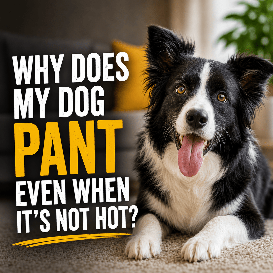 Why Does My Dog Pant Even When It's Not Hot? - Better Dog Supplements