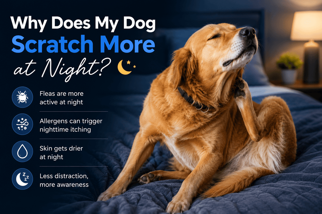 Why Does My Dog Scratch More at Night? Understanding the Real Cause Behind Evening Itching - Better Dog Supplements