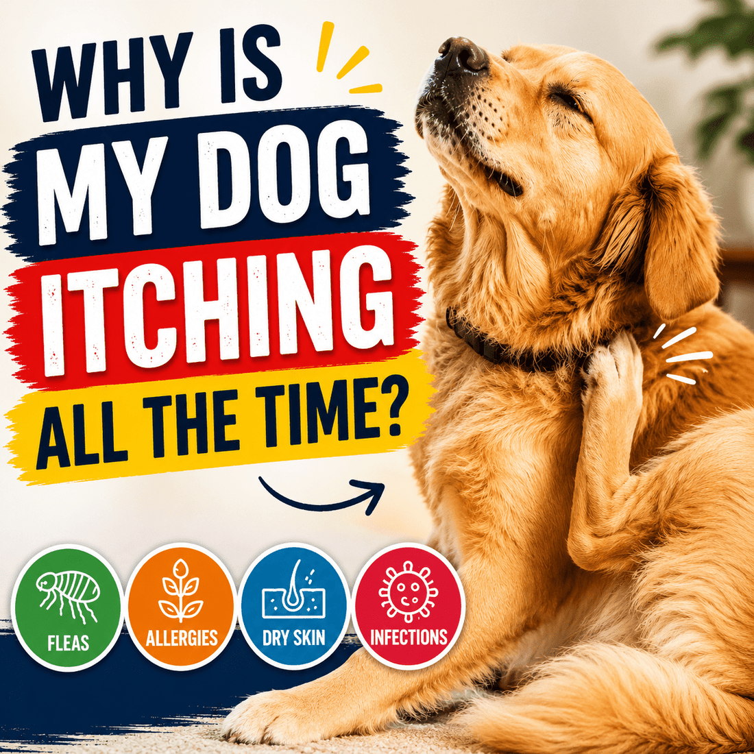 Why Is My Dog Itching All the Time? - Better Dog Supplements