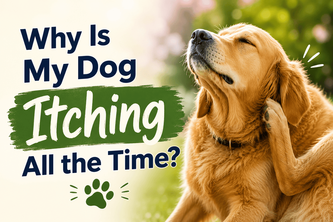 Why Is My Dog Itching All the Time? - Better Dog Supplements