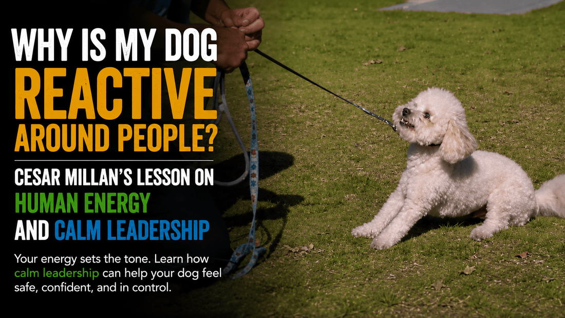Why Is My Dog Reactive Around People? - Better Dog Supplements